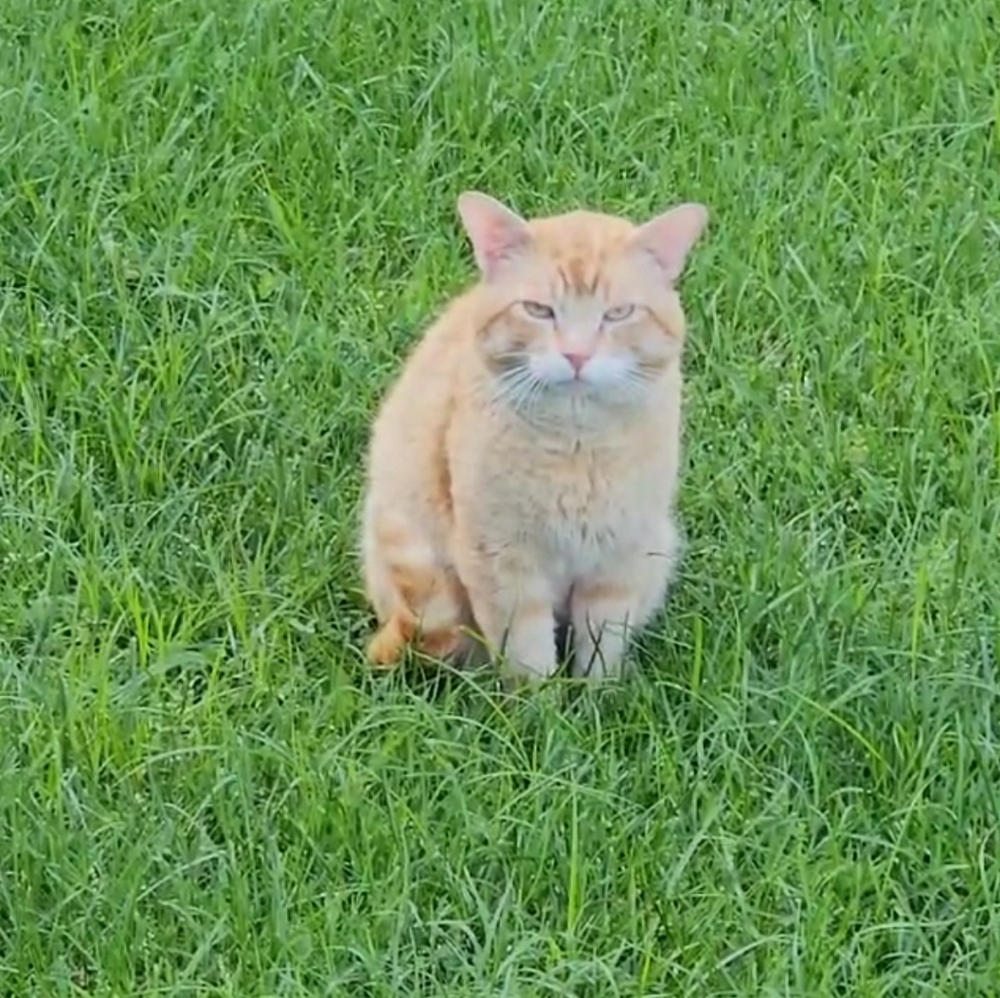 ** In Rememberance Of Our Outside Boy, BUDDY **